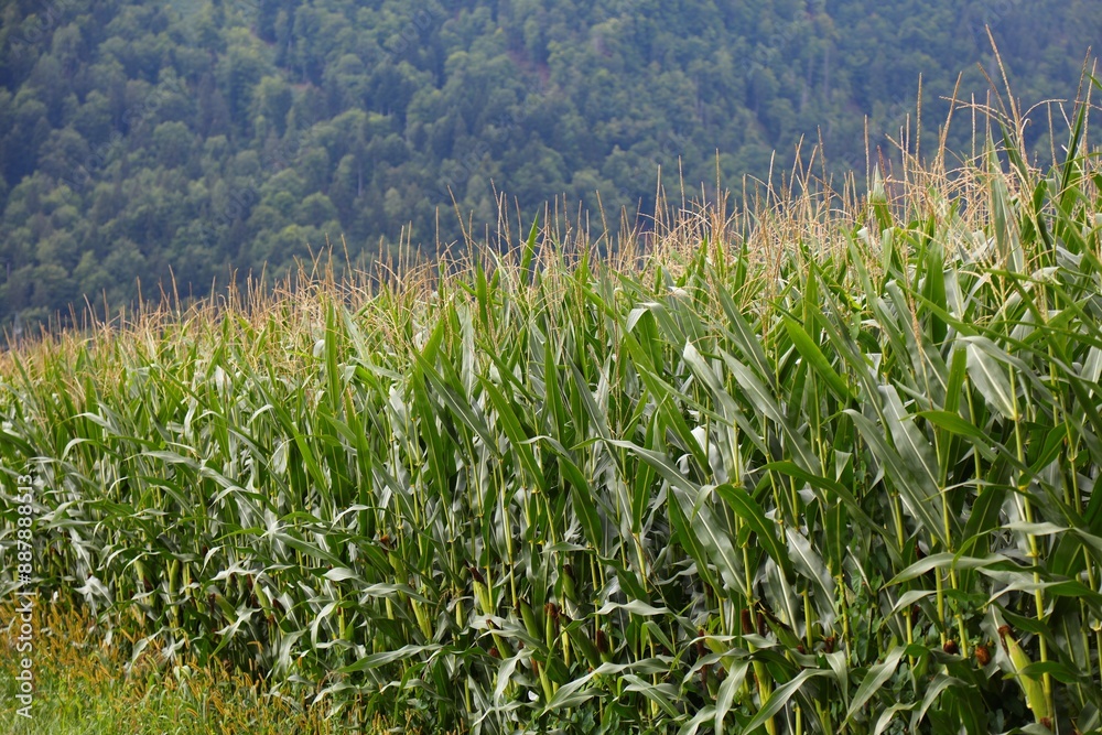 Fototapeta premium Corn field in Carinthia, Austria