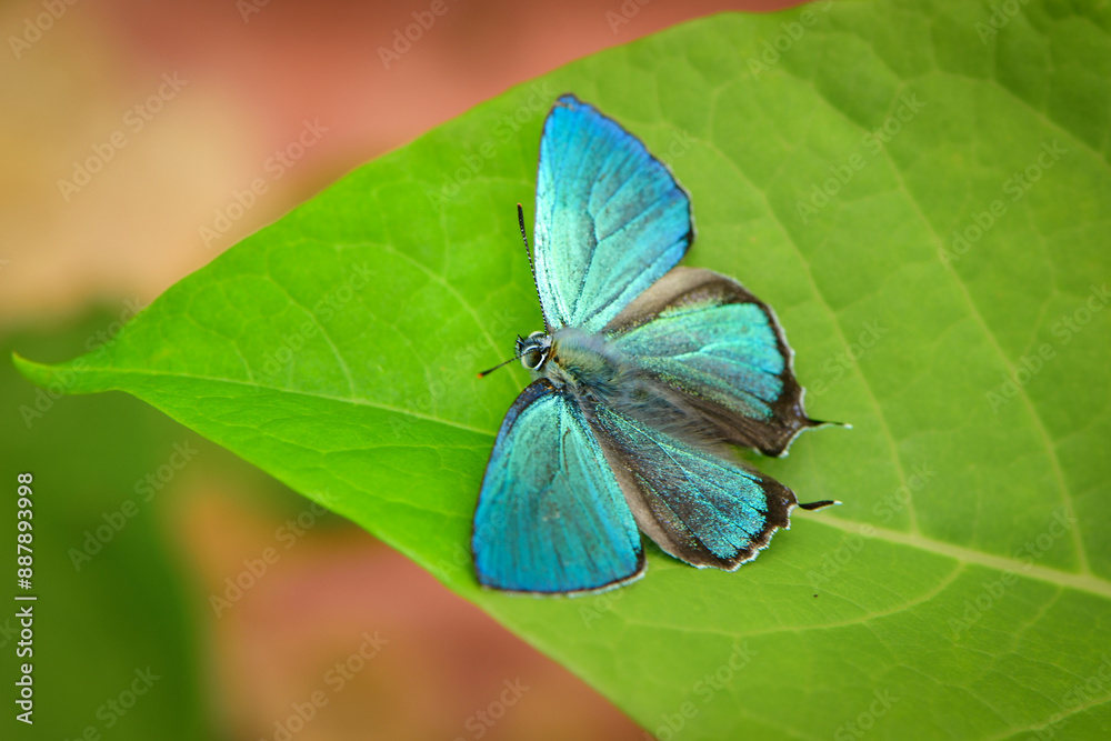 Obraz premium 飛ぶ宝石とも呼ばれる、エメラルドグリーンの翅が輝いて美しい、高原を飛ぶジョウザンミドリシジミ