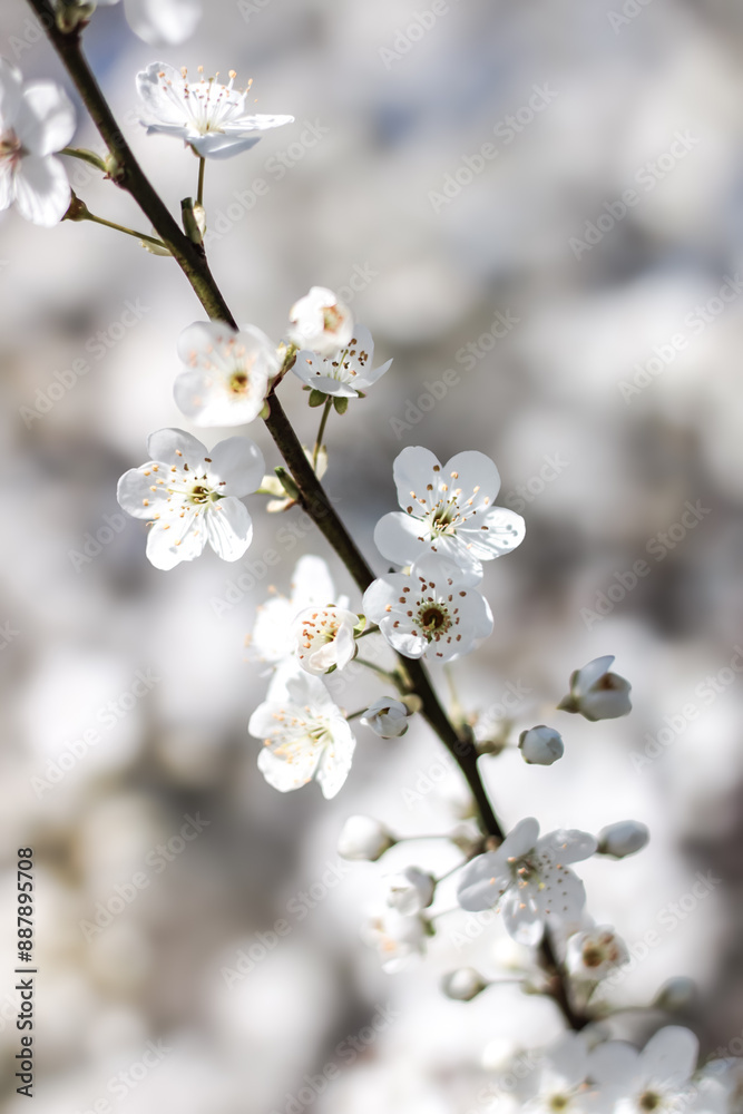 cherry tree blossom cherry tree blossom