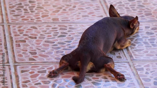 Russian toy terrier dog tired lies sleeps on ground floor. photo