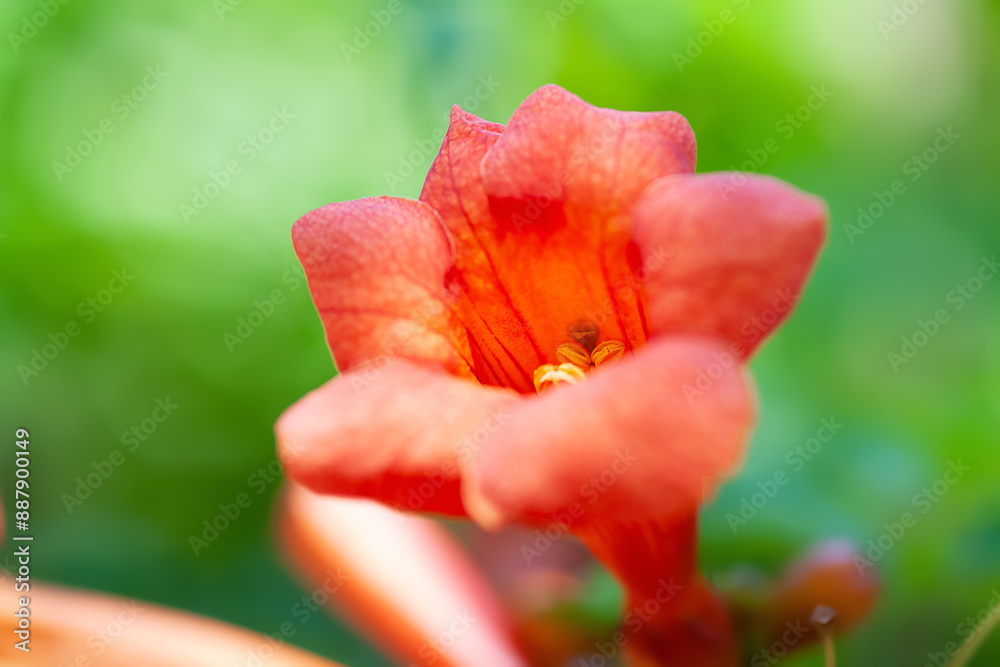 Red-orange Campsis flower. Curly garden flower close-up. Selective focus Red-orange Campsis flower. Curly garden flower close-up. Selective focus