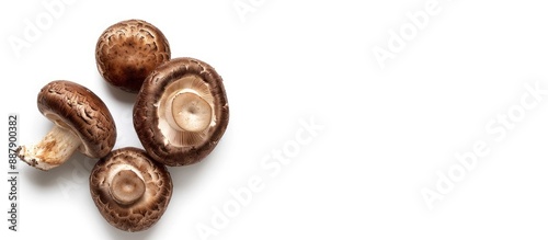 Shiitake mushrooms on white background with copy space image for isolated display