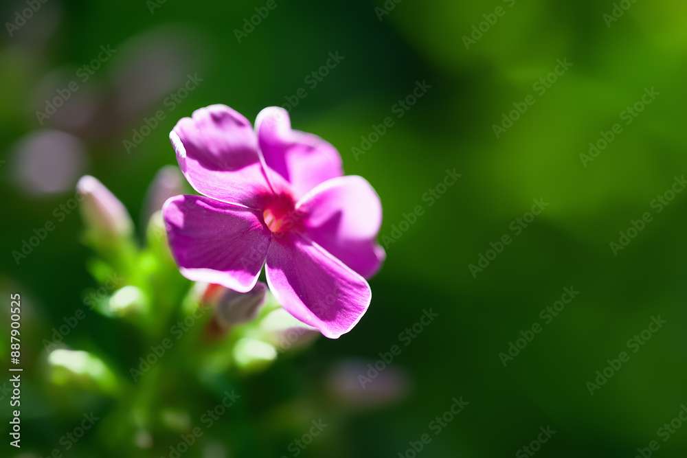 Phlox flowers. Close-up of purple Phlox flowers in the garden. Copy space. Selective focus Phlox flowers. Close-up of purple Phlox flowers in the garden. Copy space. Selective focus