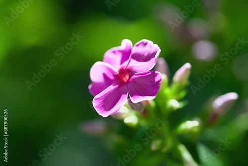 Phlox flowers. Close-up of purple Phlox flowers in the garden