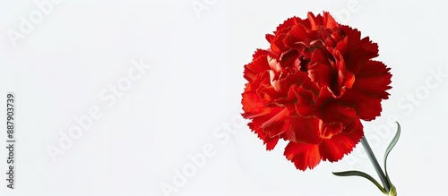 A stunning red carnation fl...