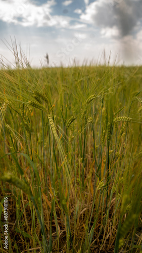 Ear of wheat with a power line in the background. 
