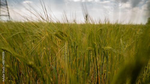 Ear of wheat with a power line in the background. 