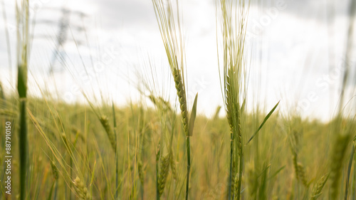 Ear of wheat with a power line in the background. 