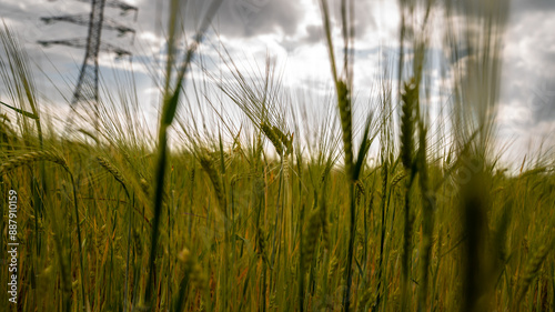 Ear of wheat with a power line in the background. 