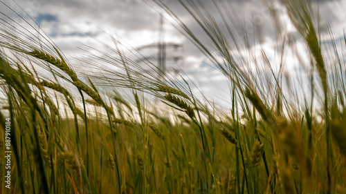 Ear of wheat with a power line in the background. 
