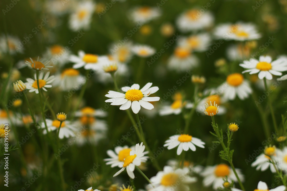daisies in a field daisies in a field
