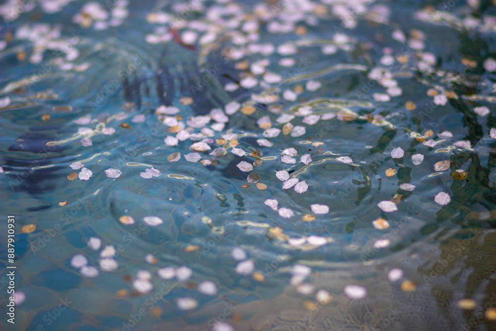 flowers in the river flowers in the river