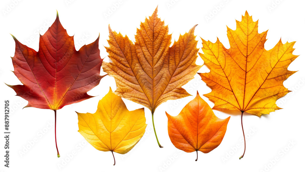 Detailed Close-Up of Five Diverse Orange and Yellow Autumn Leaves, Cut Out.