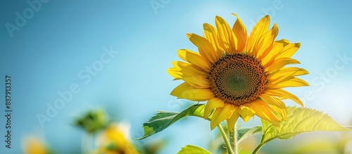 A vibrant sunflower blossom...