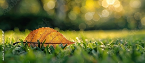 A tiny dried leaf rests on ...