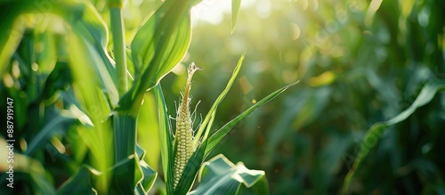 Close up image of fresh gre...
