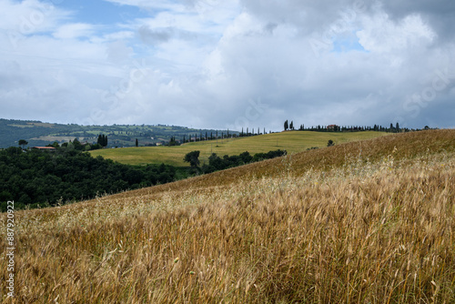 tuscany landscape of hilly fields
