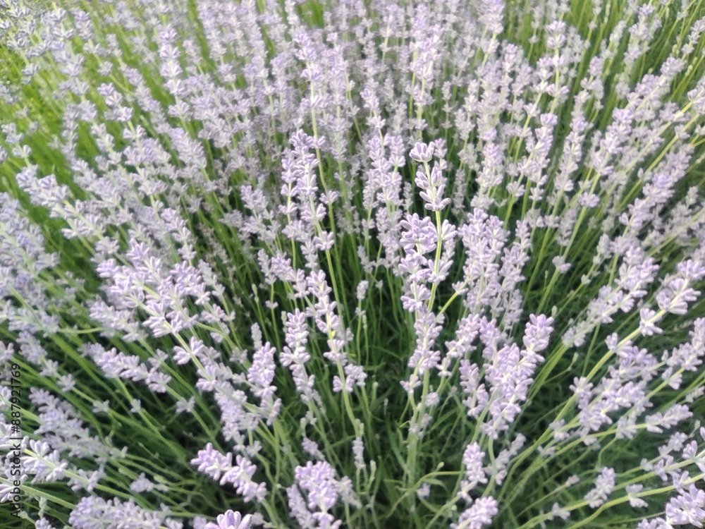 photo lavender natural plant. Violet flower photo lavender natural plant. Violet flower