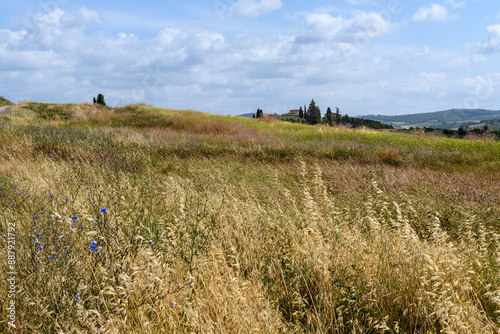 tuscany landscape of hilly fields with flowers