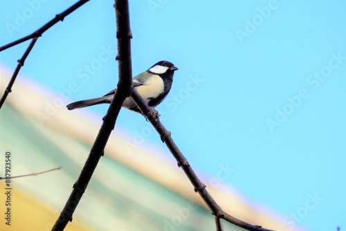 木の枝にとまる鳥（シジュウカ）の風景
