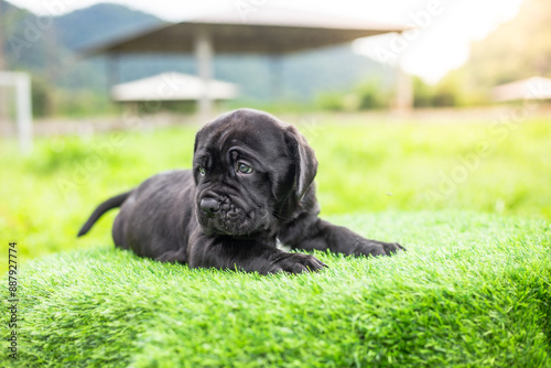 selective focus cute little black dogs Bandogs puppies Neapolitan Mastiff in perfect shape in the front yard large mixed breed dog but cute personality photo