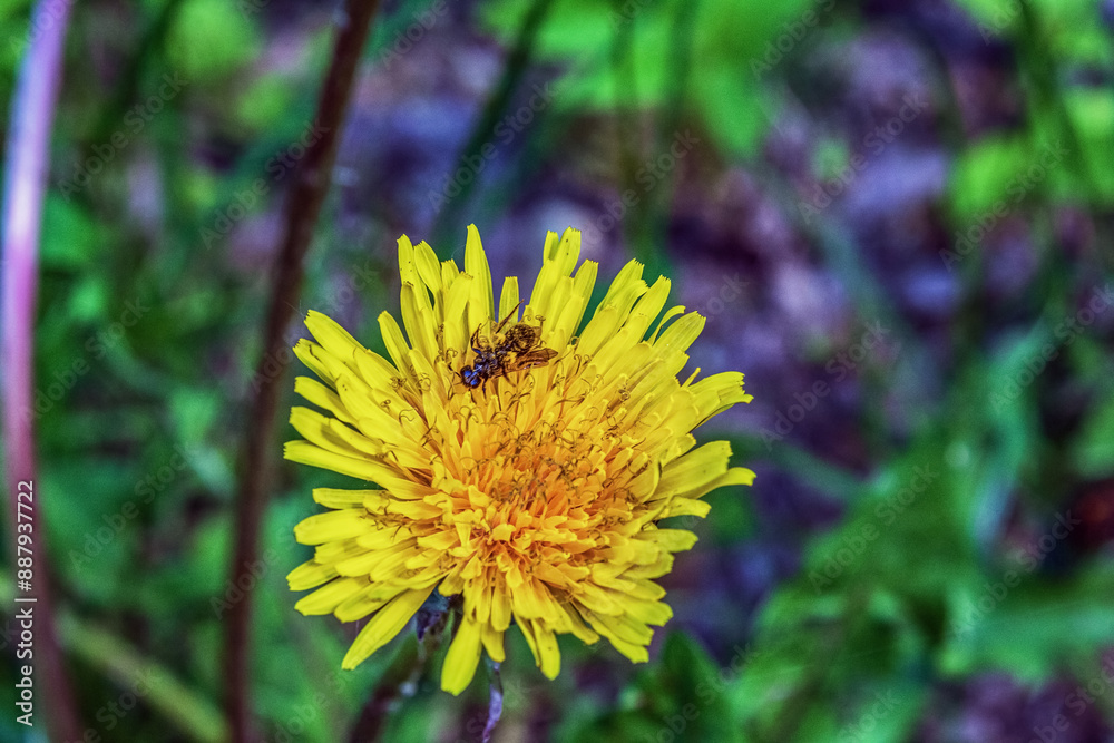 Macro - Forest - Europe, Romania, Suceava region Macro - Forest - Europe, Romania, Suceava region