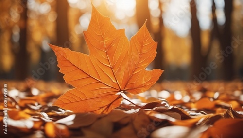 autumn leaves in the park