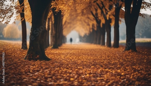 autumn in the woods