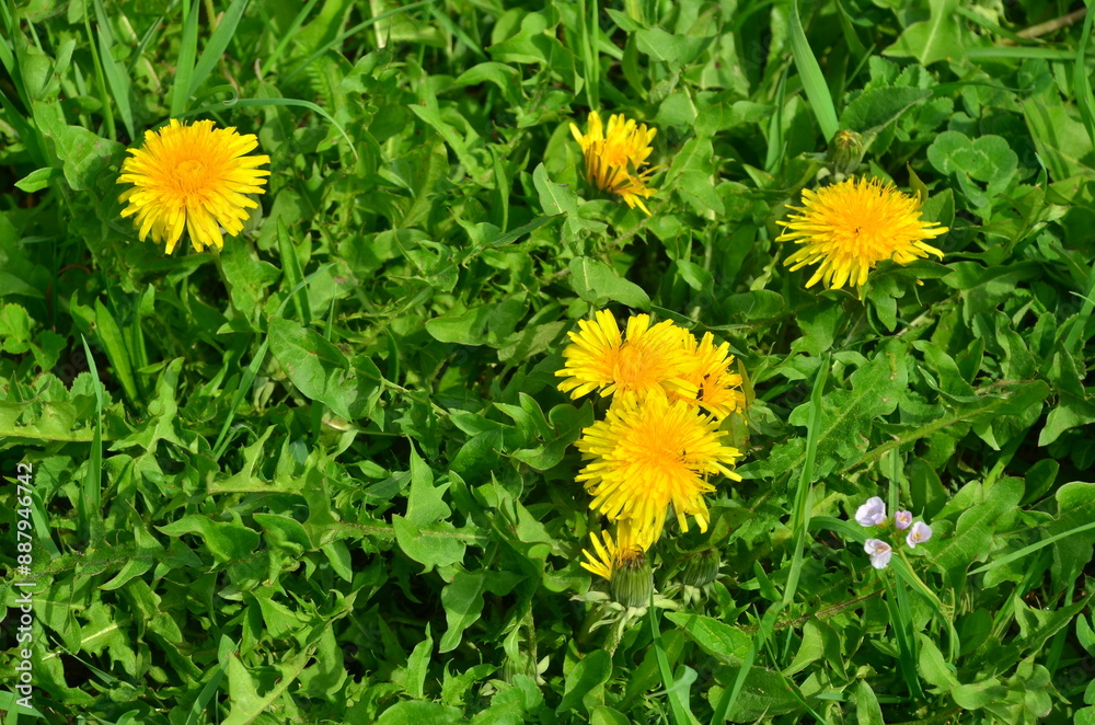 Obraz premium yellow dandelions on green grass