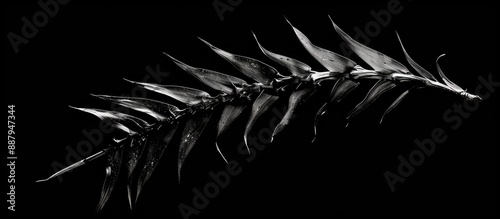 Macro monochrome image capturing a curved cycad branch on a black background with copy space image photo