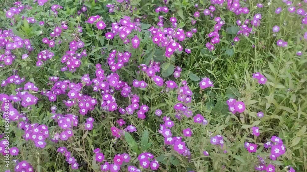 Phlox drummondii. Annual phlox. Drummond's phlox. Flowering plant. Violet color Flower. Phlox drummondii. Annual phlox. Drummond's phlox. Flowering plant. Violet color Flower.