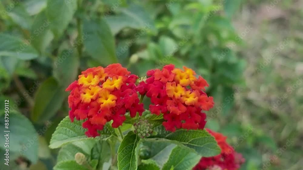 Lantana camara. Lantana . Verbena family. Red flower. Close up shot. Lantana camara. Lantana . Verbena family. Red flower. Close up shot.