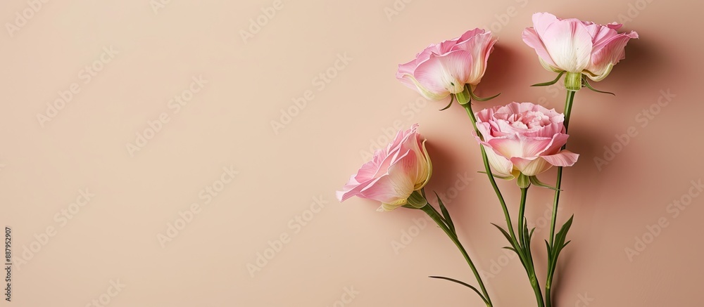 Eustoma flowers displayed against a beige backdrop with copy space image available Eustoma flowers displayed against a beige backdrop with copy space image available