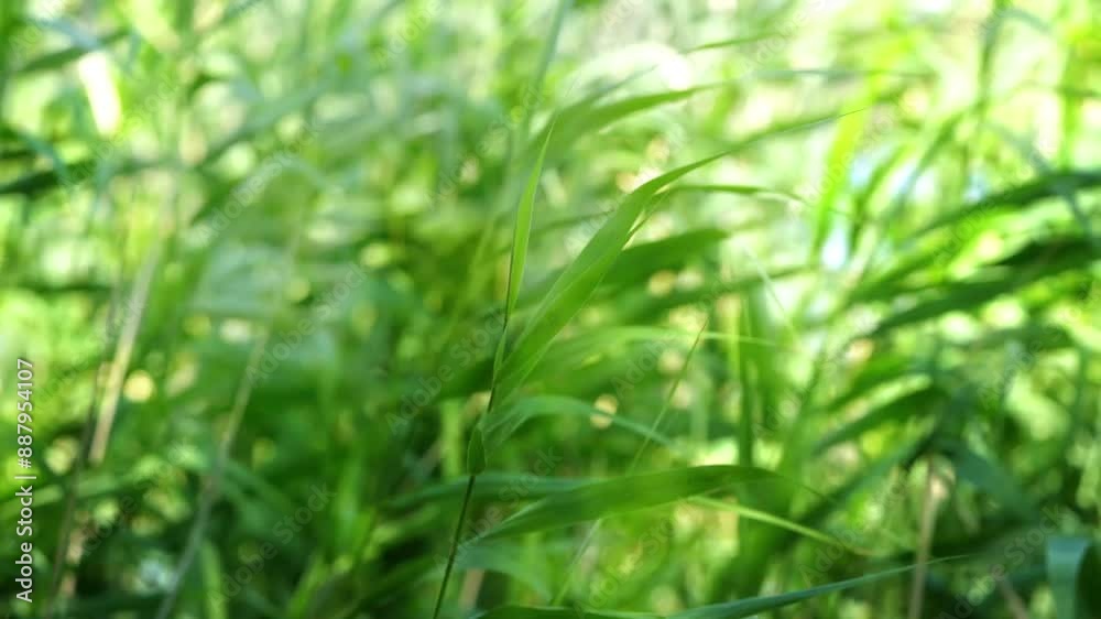 green reed grasses with leaves in slow motion wind, blurred motion with defocused sunlights, sunny summer background with lush riparian vegetation green reed grasses with leaves in slow motion wind, blurred motion with defocused sunlights, sunny summer background with lush riparian vegetation