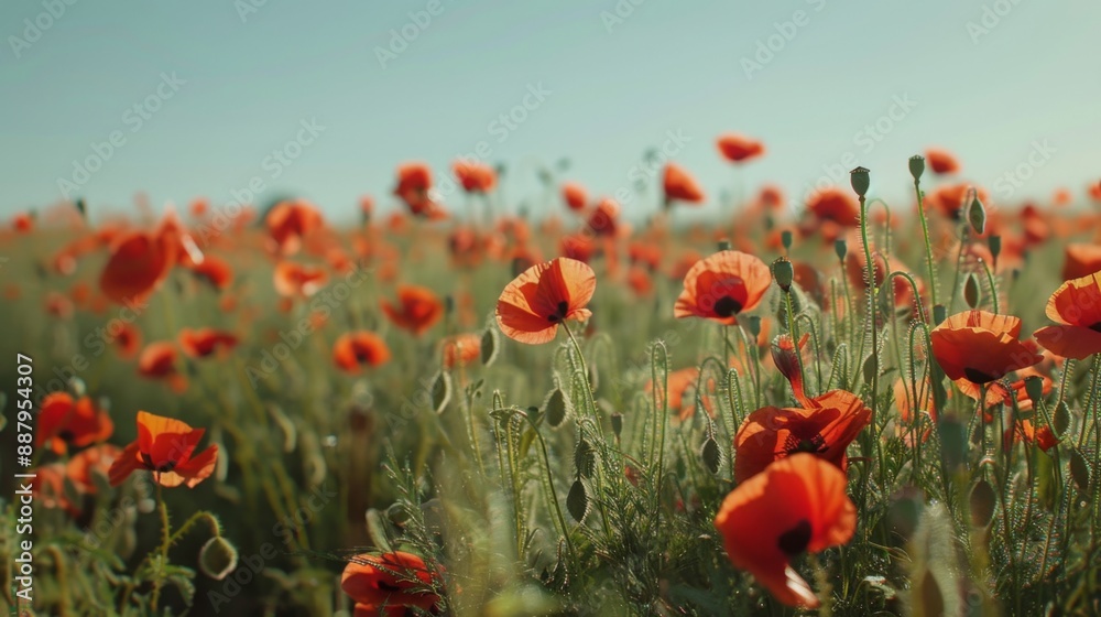 Fototapeta premium Poppy Field in Bloom.