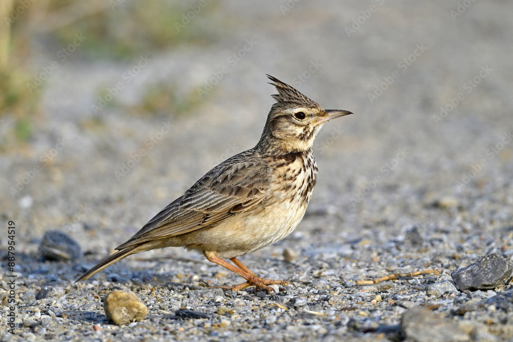 Haubenlerche // Crested lark (Galerida cristata) Haubenlerche // Crested lark (Galerida cristata)