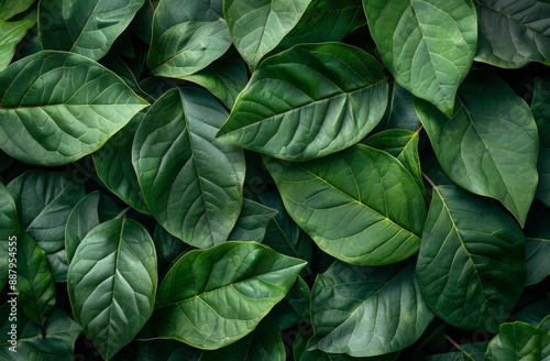 A close-up of vibrant, detailed green leaves, showcasing nature’s intricate patterns. Ideal for eco-friendly, botanical, or natural-themed projects.