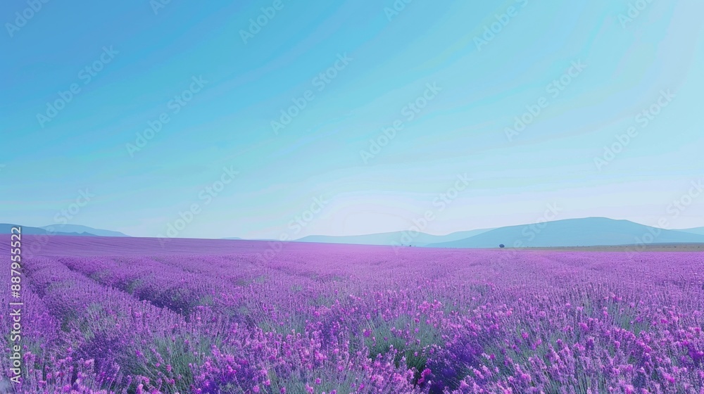 Naklejka premium Purple Lavender Field with Blue Sky.