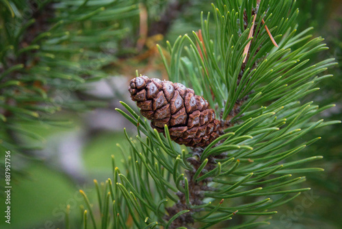 Der geschlossene Zapfen einer Latschenkiefer in Nahansicht