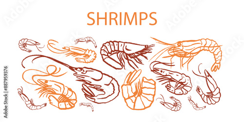 Hand drawn isolated seamless vector pattern of shrimps. Shrimps and langoustines on a white background. Prawns. Seafood, food vintage illustration. Сhalk drawing. Chalkboard.