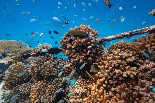 Fototapeta Naklejka Na Ścianę i Meble -  Colorful Underwater Coral Reef Teeming with Life