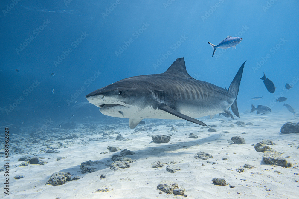 Fototapeta premium Majestic Tiger Shark Swimming in Deep Blue Ocean