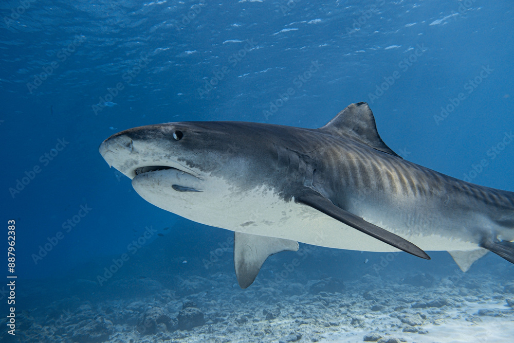 Fototapeta premium Majestic Tiger Shark Swimming in Deep Blue Ocean