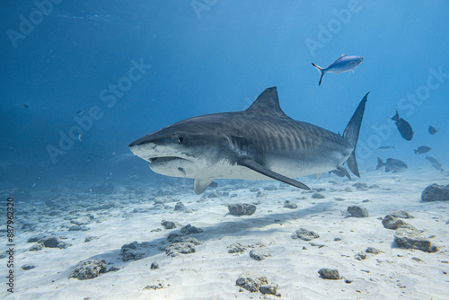 Majestic Tiger Shark Swimming in Deep Blue Ocean