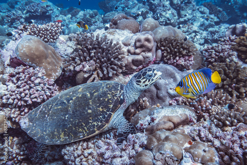 Fototapeta Naklejka Na Ścianę i Meble -  coral reef with fish