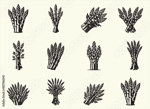 Asparagus Silhouette Vector Illustratio