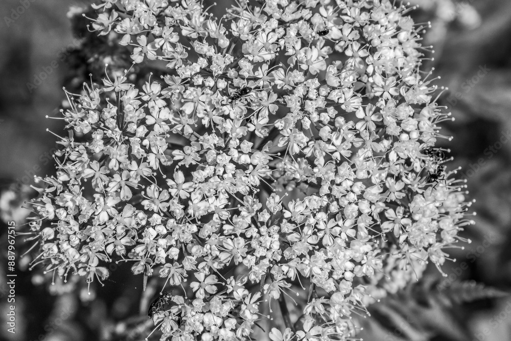 Naklejka premium Macro - Forest - Europe, Romania, Suceava region