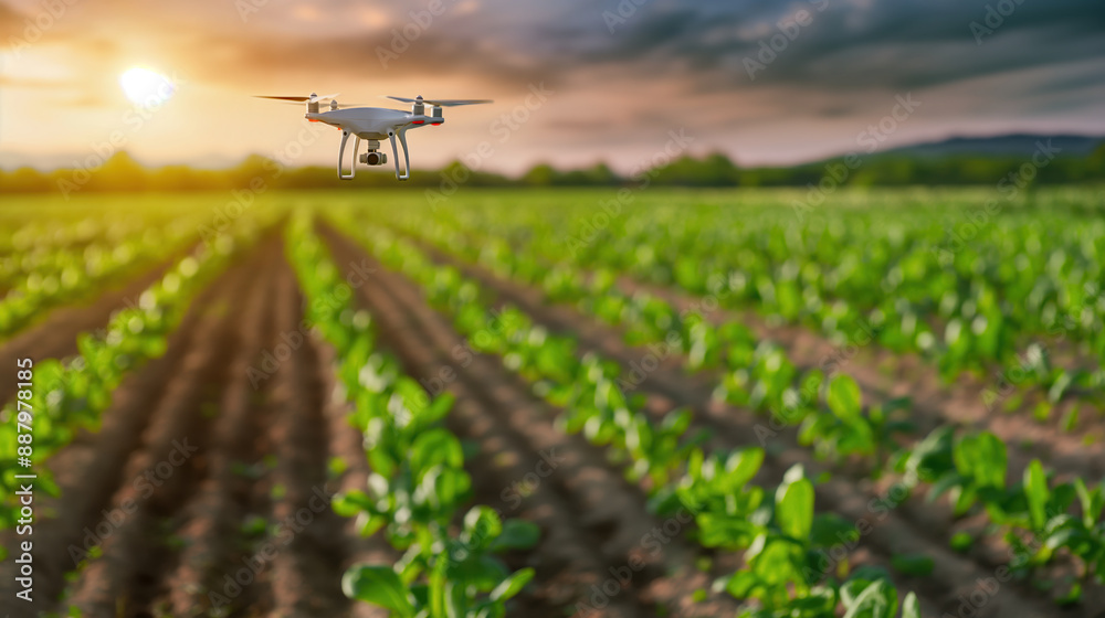 Drone Flying Over Lush Green Farmland During the Golden Hour at Sunset Drone Flying Over Lush Green Farmland During the Golden Hour at Sunset