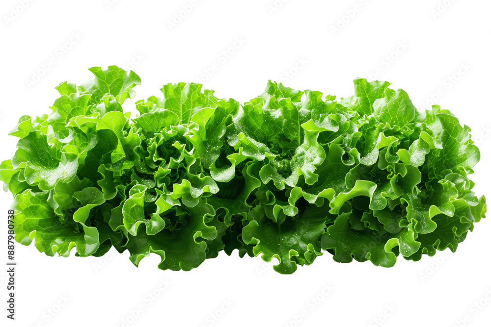Fototapeta premium Fresh Green Leaf Lettuce Isolated On White Background