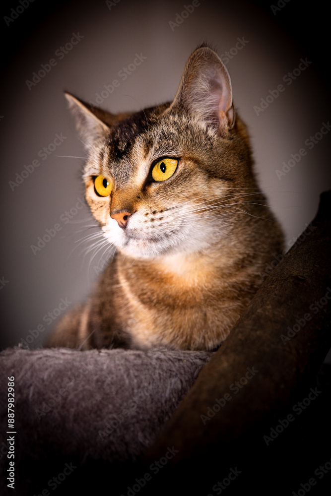 Obraz premium Katzenportrait
